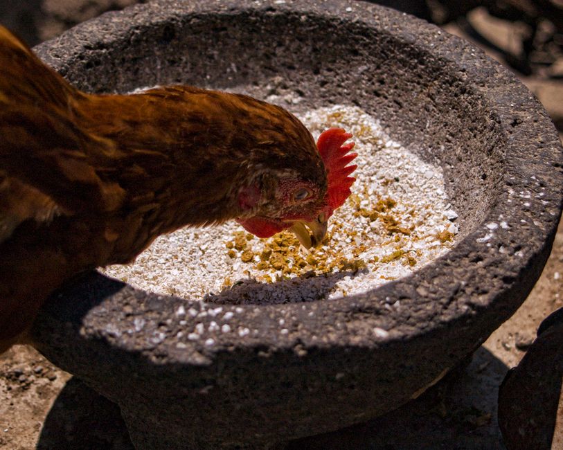 Close-up of a brown chicken pecking food in a rustic stone bowl outdoors.