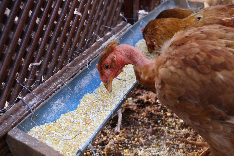 Close-up of chickens feeding on grain at a Goiânia farm. Rural agriculture scene capturing poultry behavior.