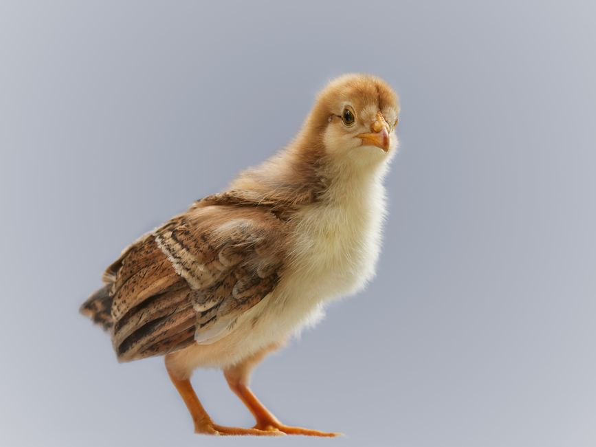 A cute, fluffy brown chick standing against a light background, symbolizing new life and innocence.